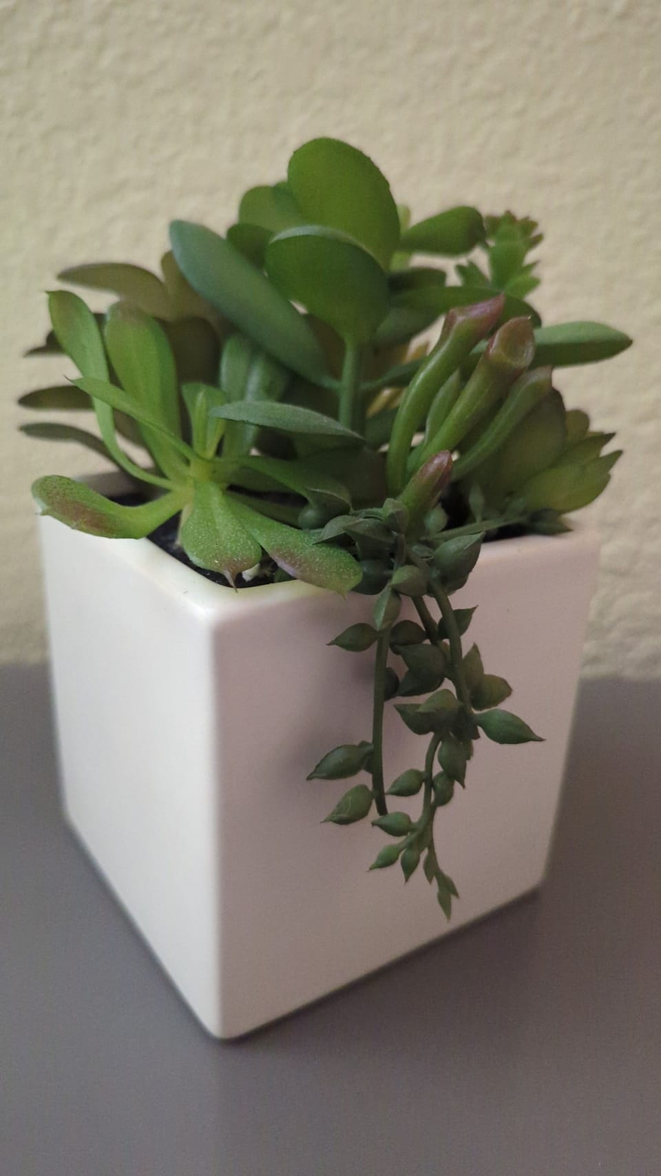 The succulents 