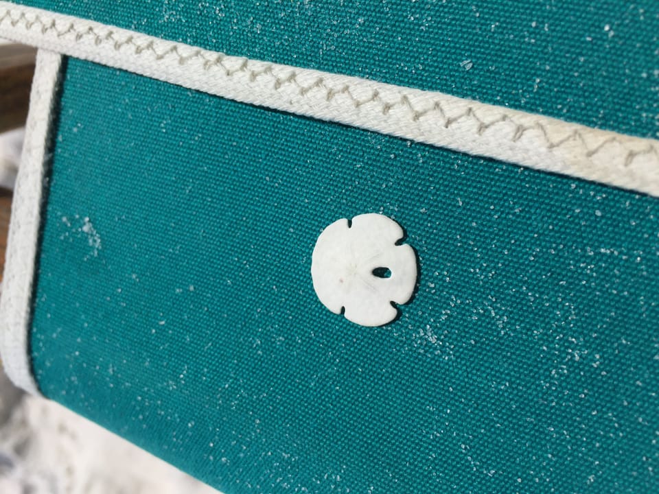 Find sand dollars on the beach!