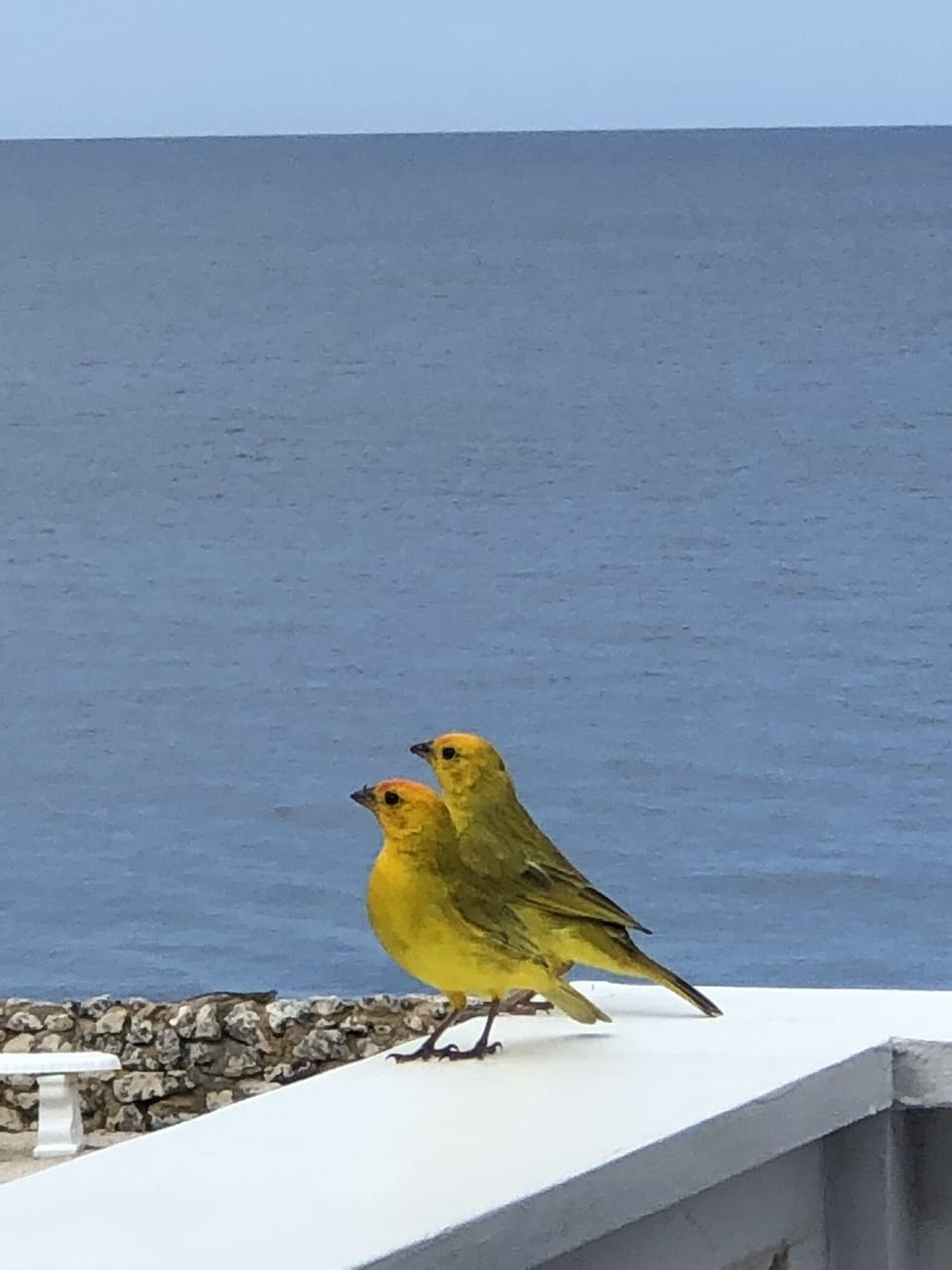 birds on our balcony