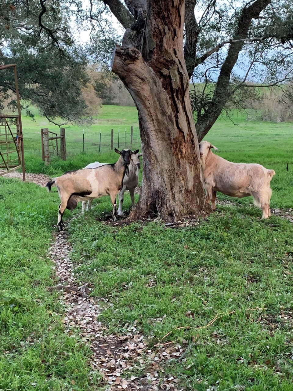 The goats - Luke, Francis, Panic
