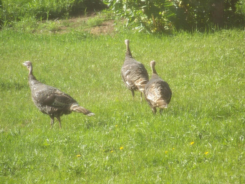 This was taken from inside the back bedroom.