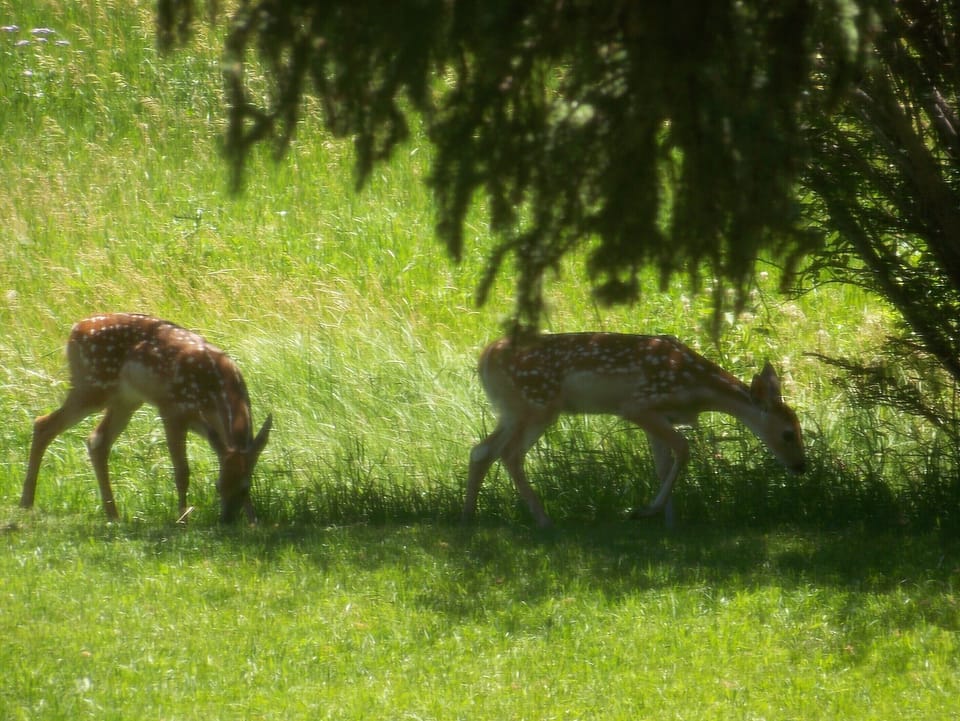 This was taken from inside the screened in porch. They are by the creek. 