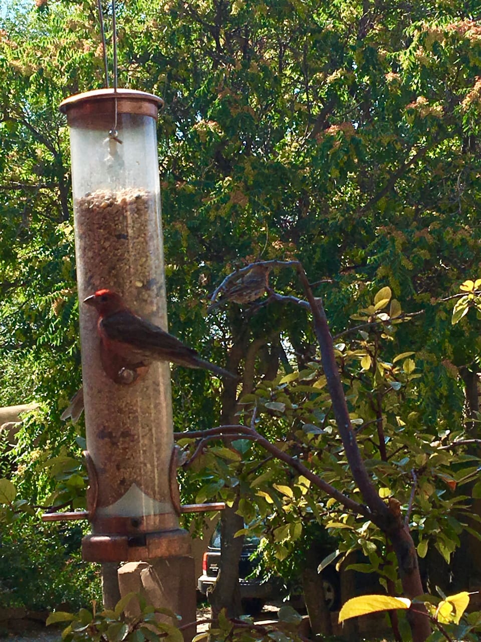 Feathered friends!
