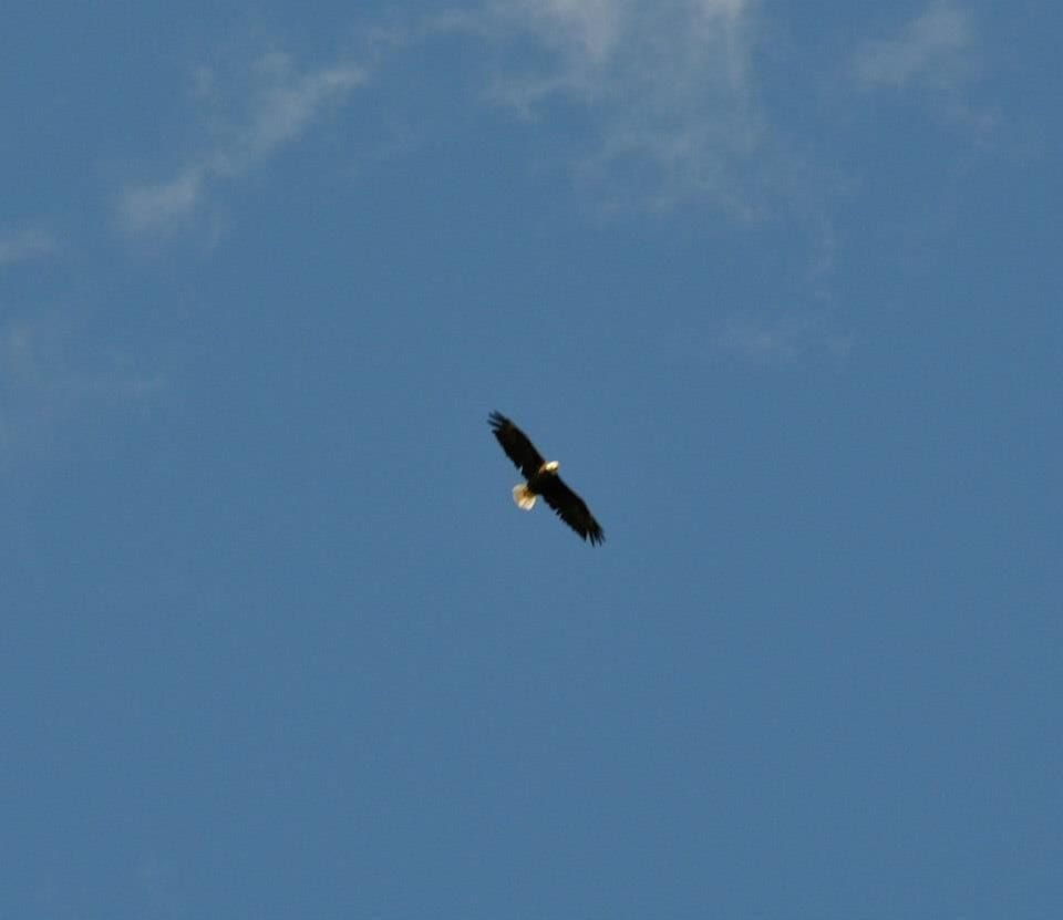 Common sighting.  Many Bald Eagles fish on Moccasin Lake.