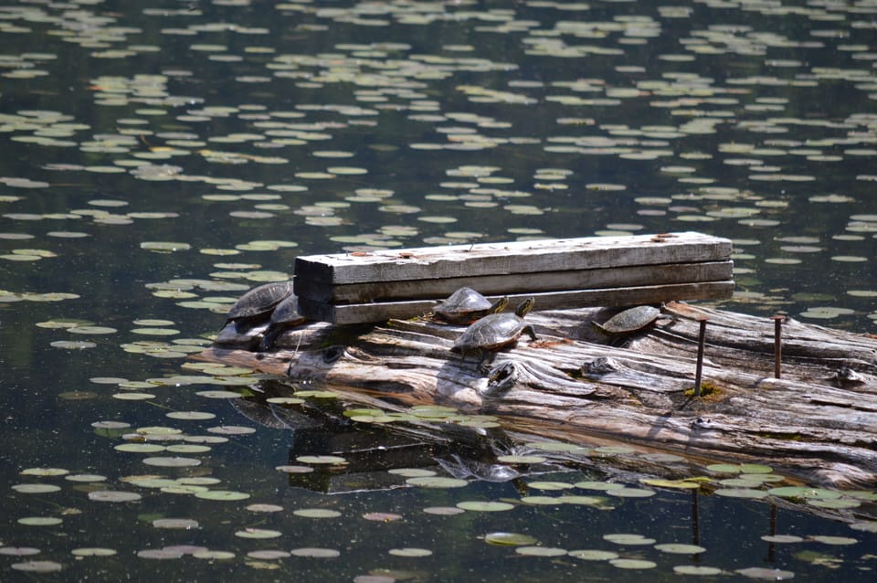 Turtles sunning on the old dock in front of the Lodge.