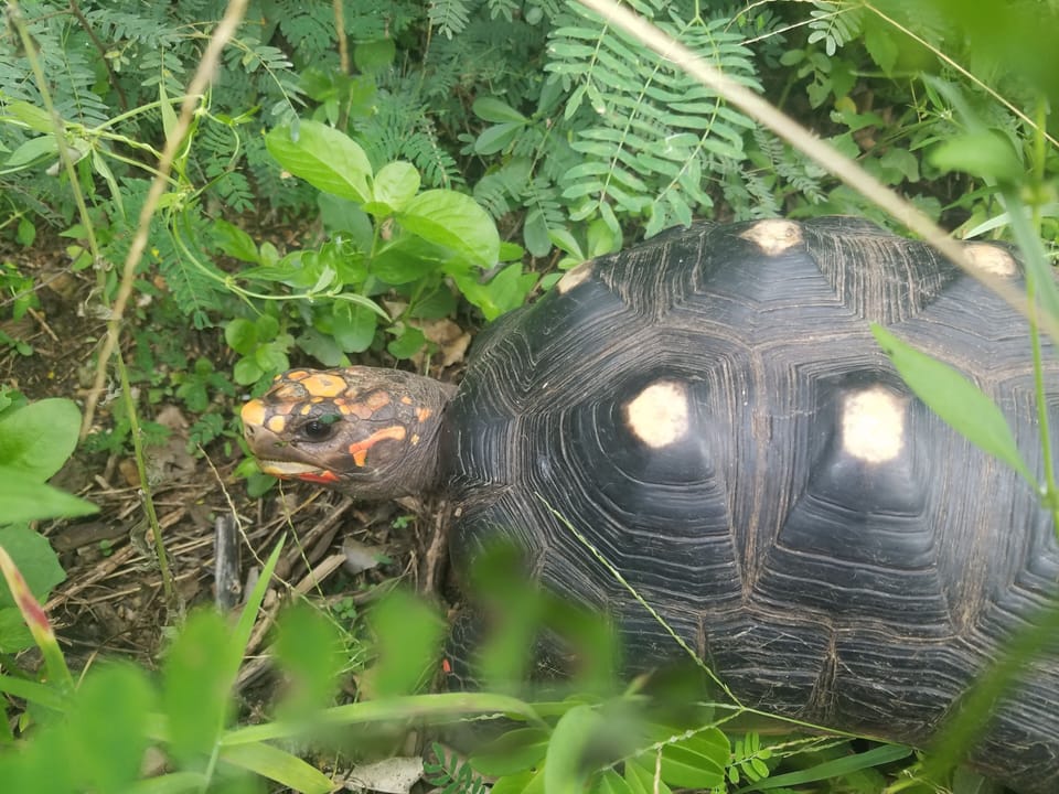 Some of our local critters.