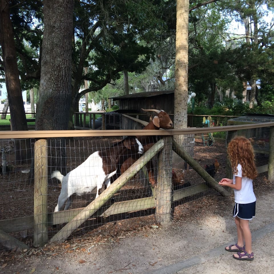 Petting zoo with goats, chickens and rabbits