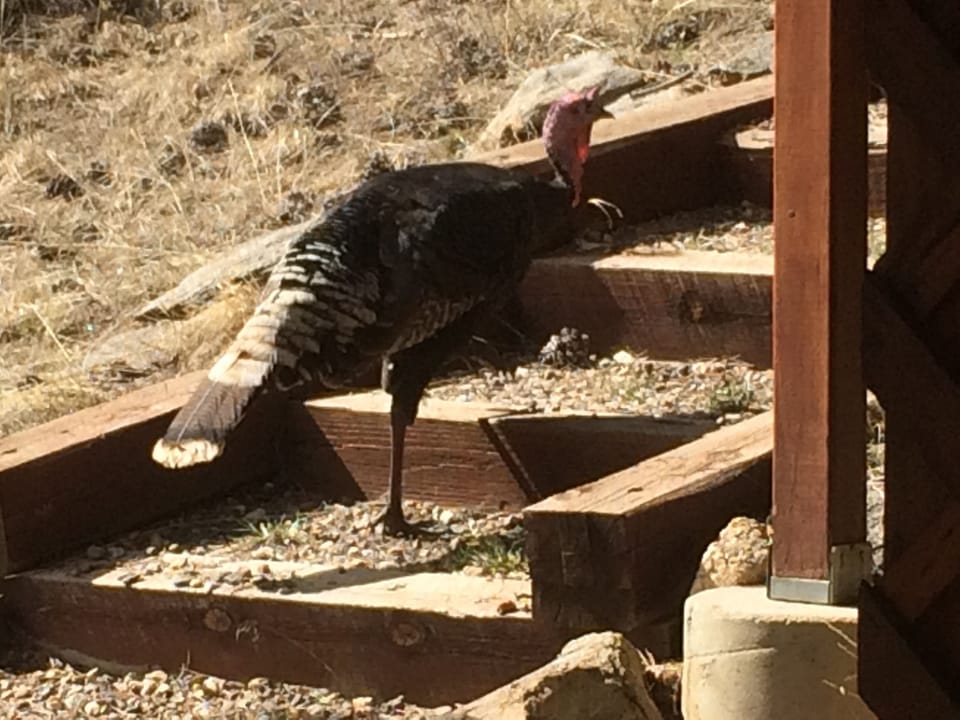 Wild Turkey climbing the outside steps!!! 