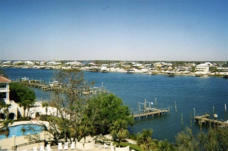 Dolphins swim up and down the river everyday.