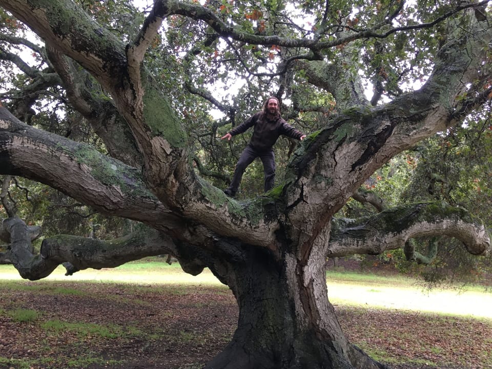 A lovely oak tree in our neighborhood park/open space.