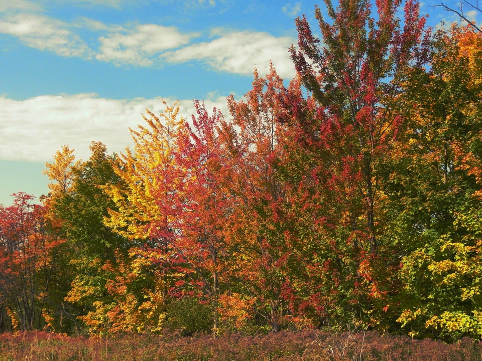 Fall colors along the back field