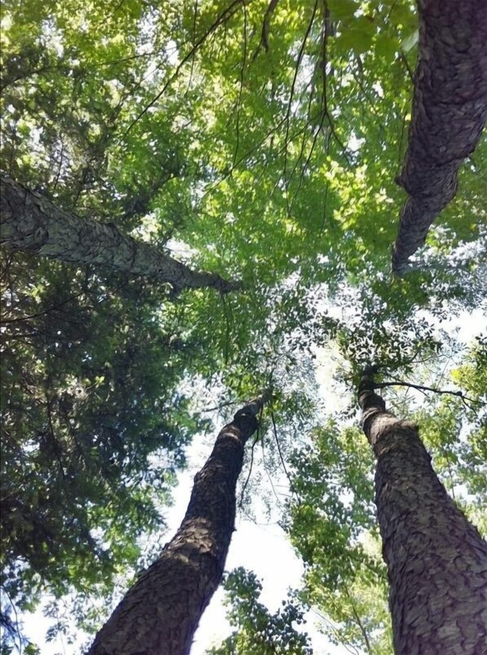 Sky view from the yard