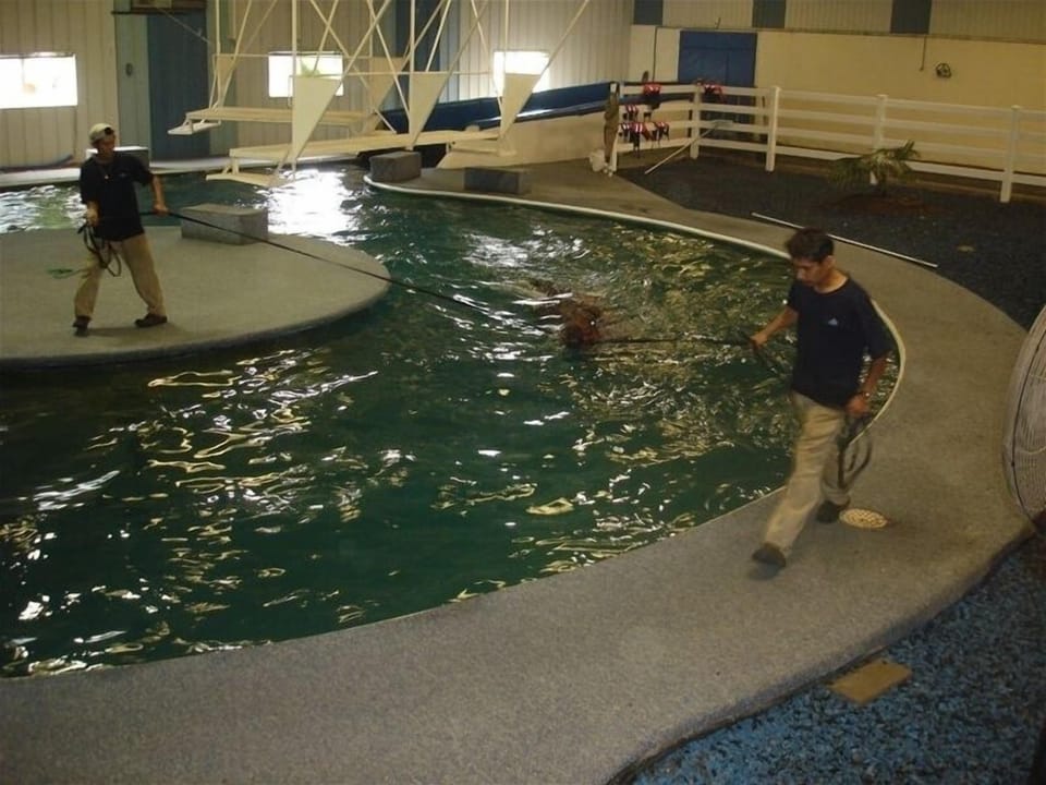 Local Equine Pool