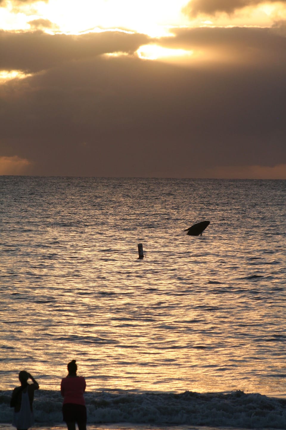 Humpback Whale Calf Breaching Just Off Kam II Beach During Sunset!