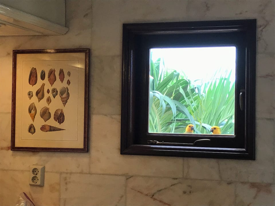 Two parrots converse as they peek in a master bathroom window!