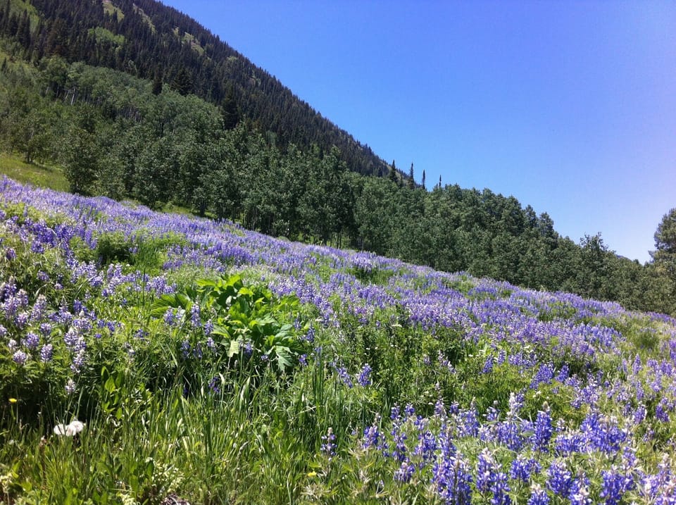 Wild flower capital of Colorado!