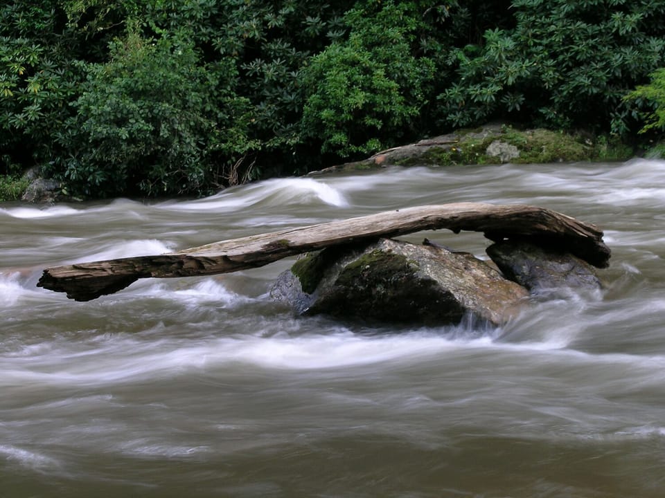 river with tree limb