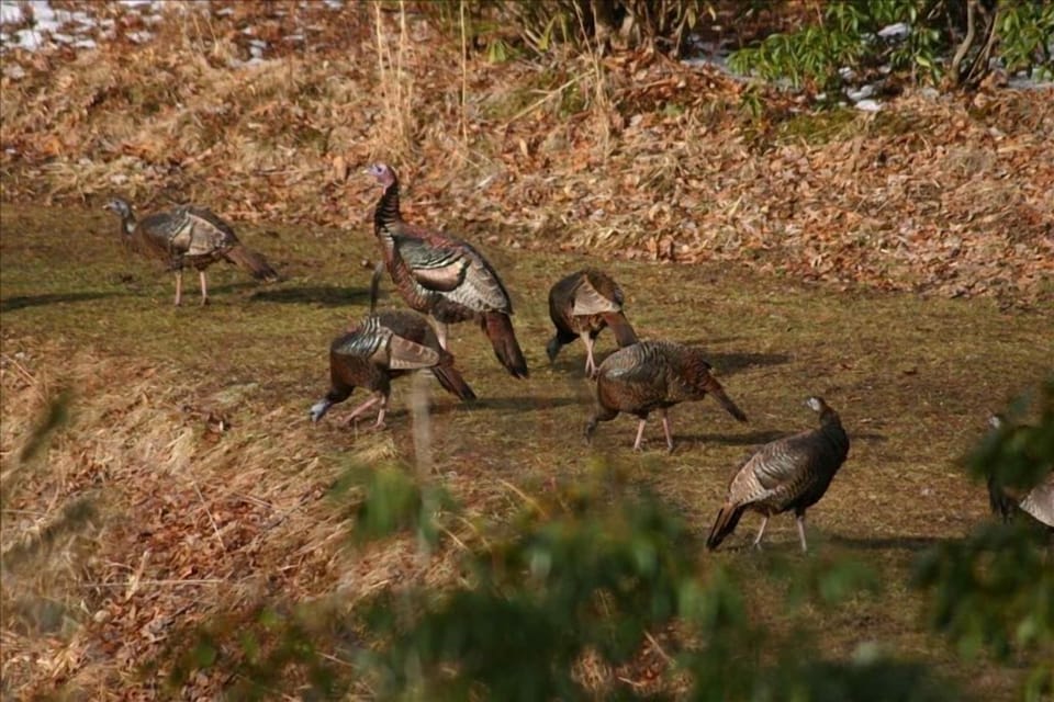 Spring Turkeys at pond