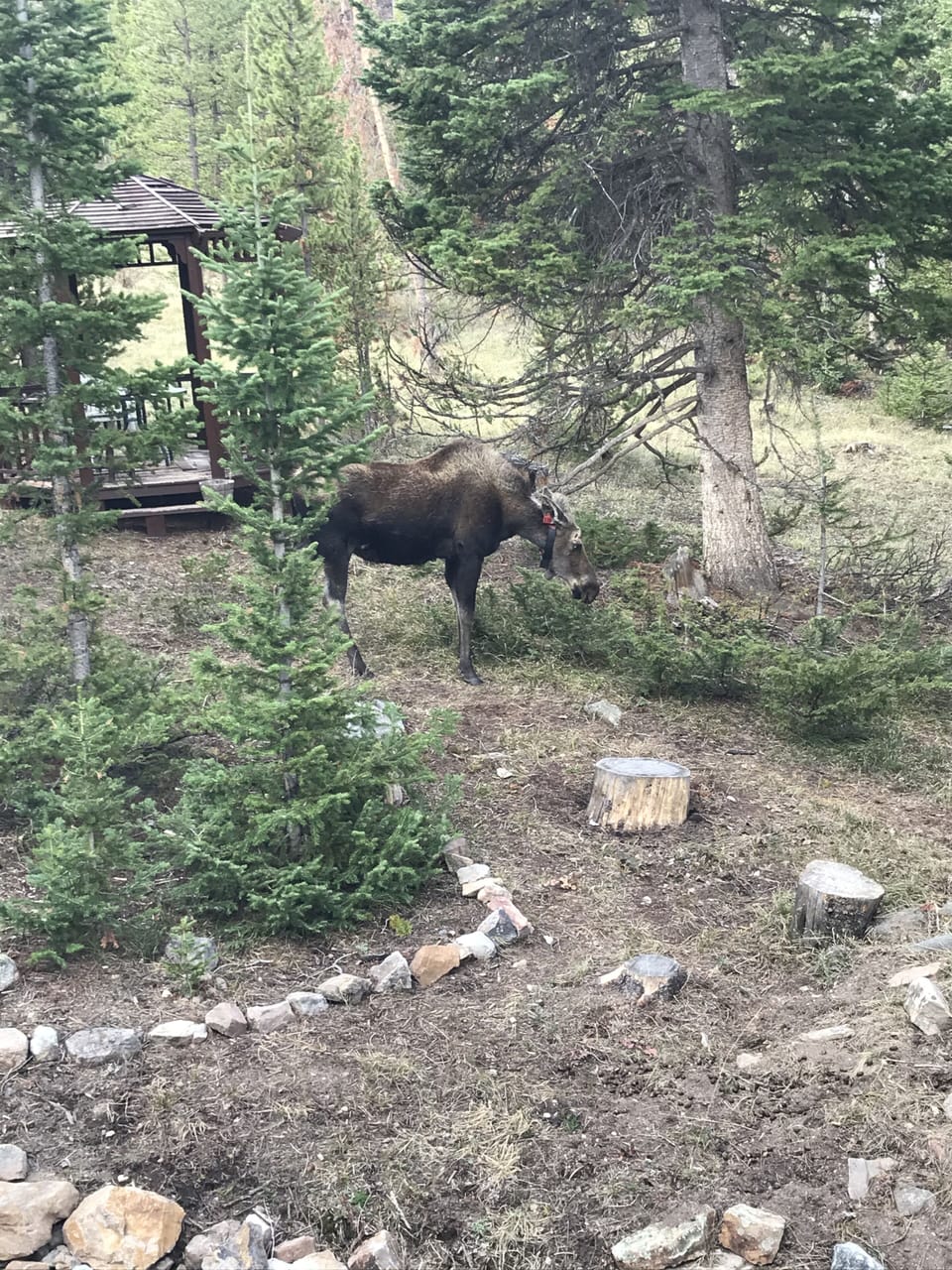 Moose #2!