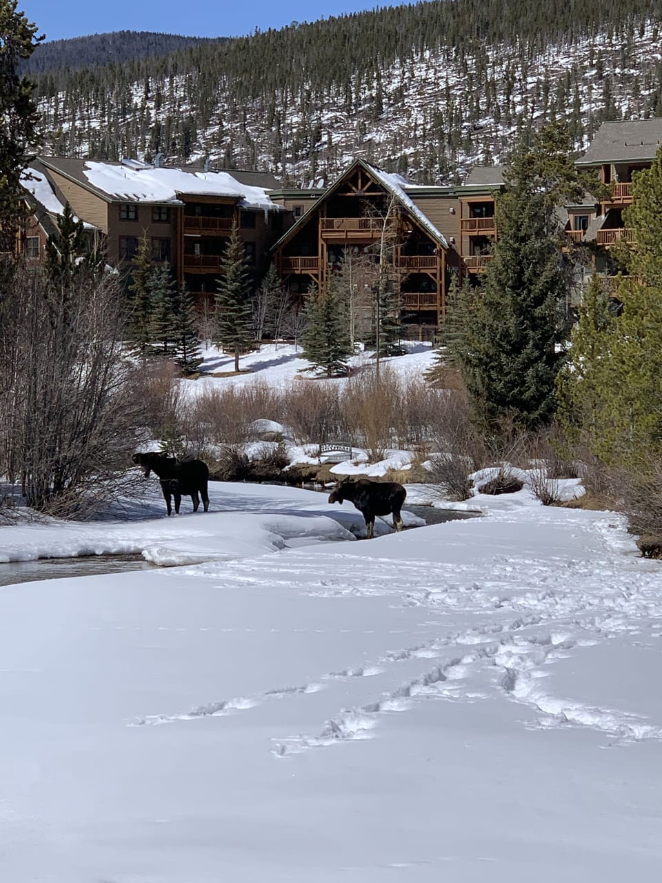 Moose enjoying Snake River in front of condo!