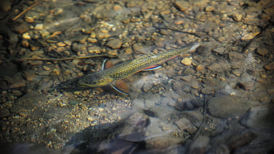 A trout in Laurel Creek. 