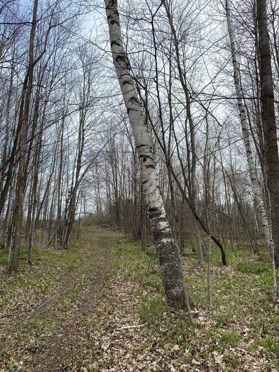 walking trails in the 40 acres