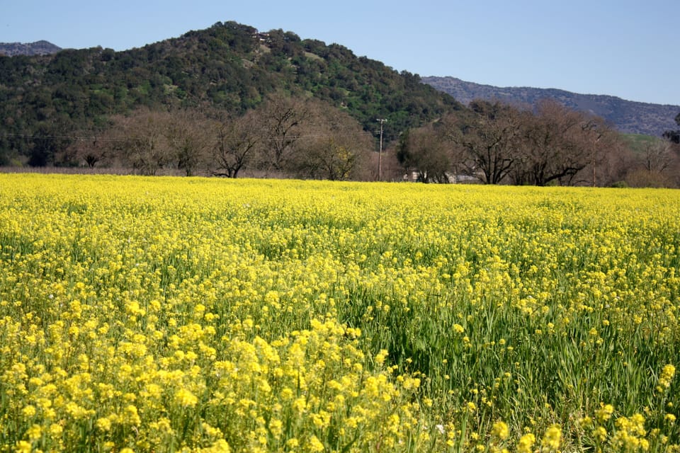 Spring mustard is a common sight
