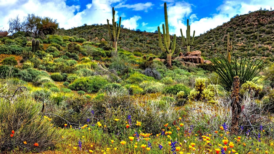 Tucson often displays  spectacular wildflowers sporadically through the year