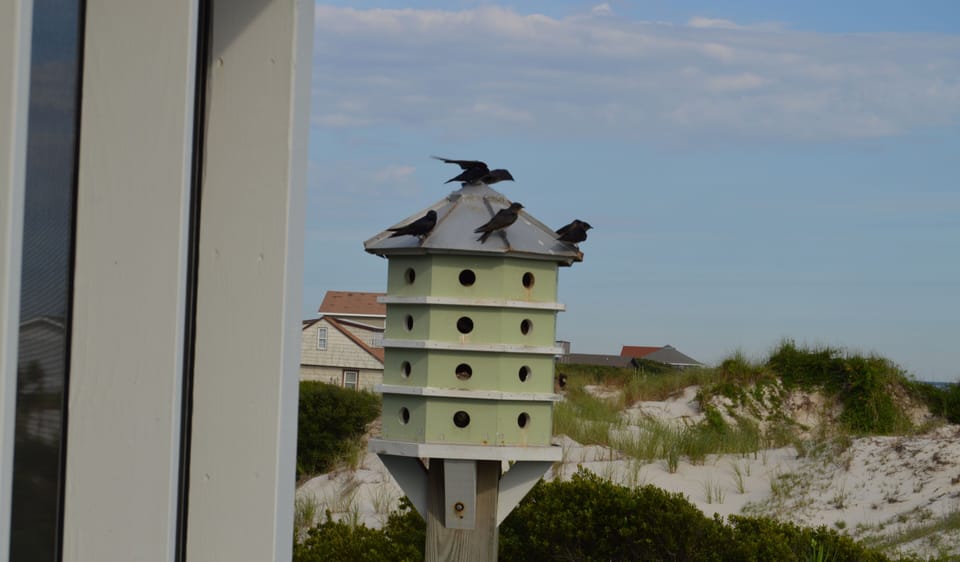 Martins enjoying their home.
