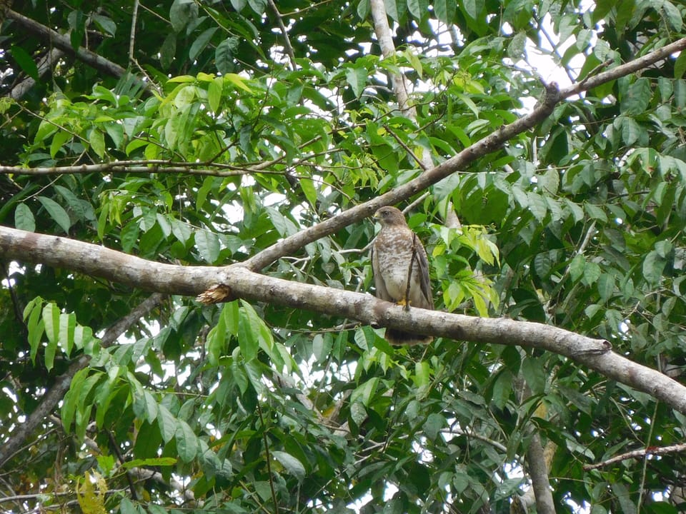 bird watching in the garden