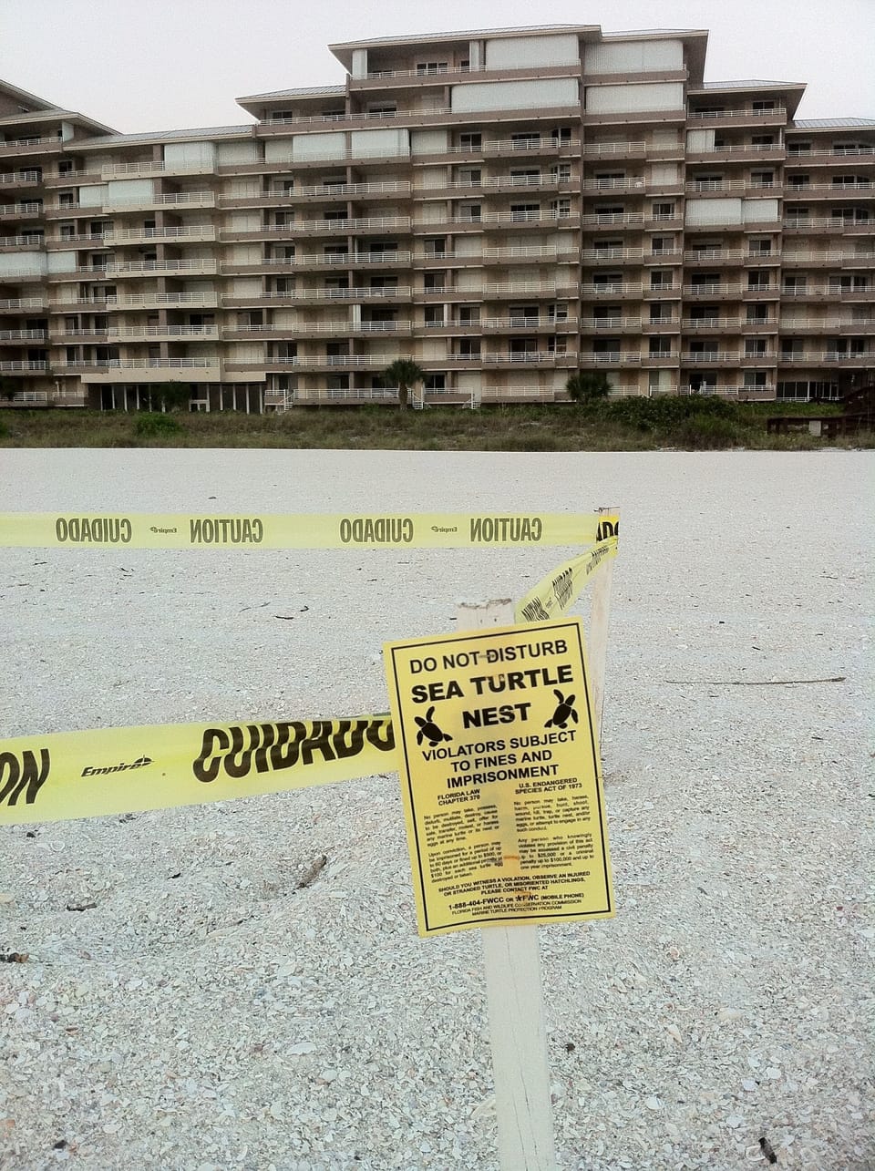 Several of our lucky guests have witnessed turtle nests hatch!