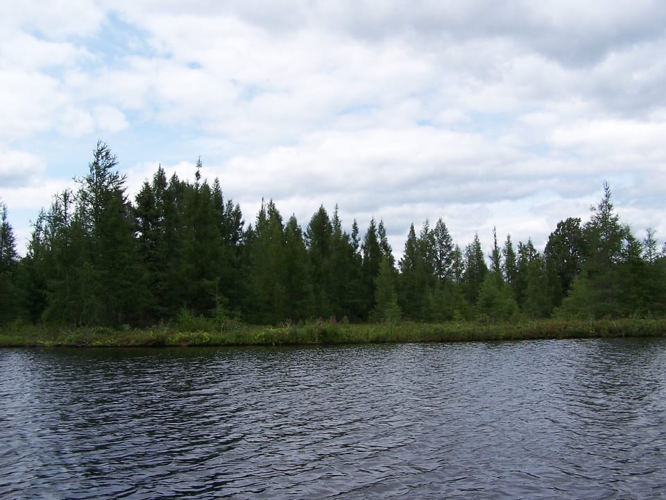 floating bog with tamarack trees