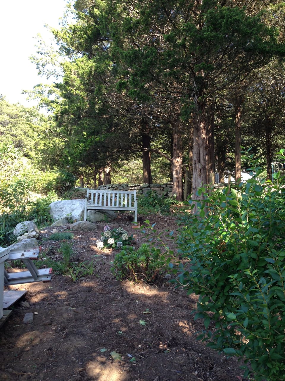 Bench in shaded area of backyard