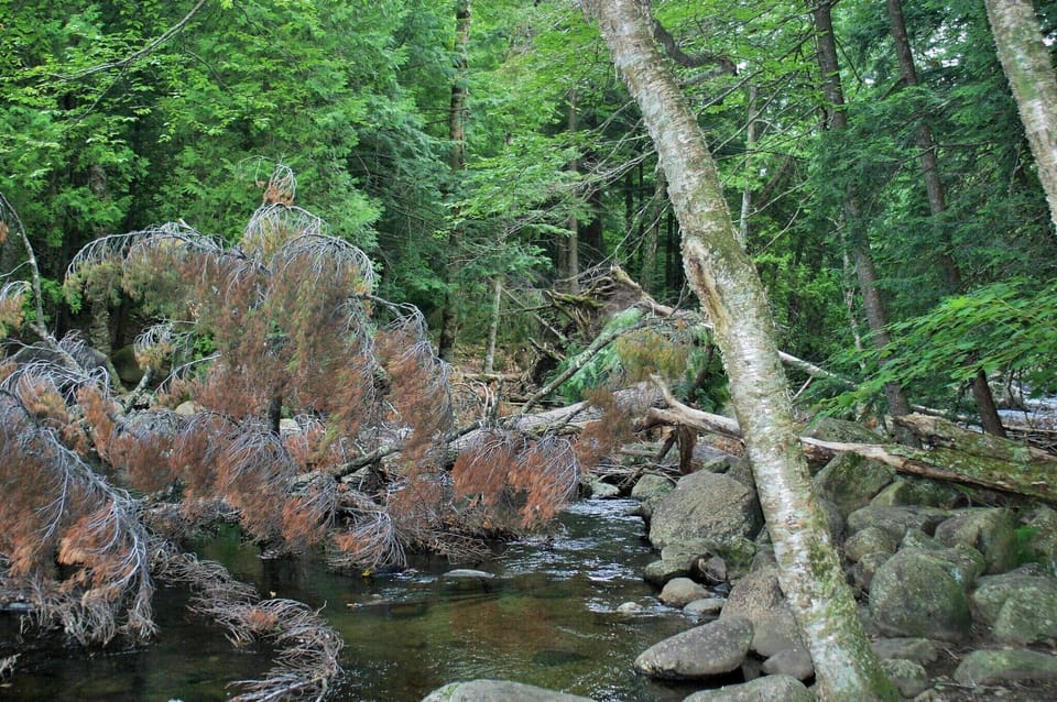 Jack Rabbit Trail entry on Whiteface grounds