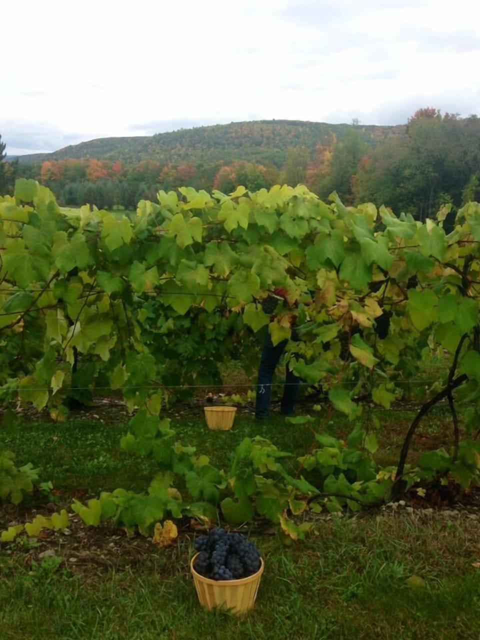Guests are welcome to pick grapes for their own enjoyment.