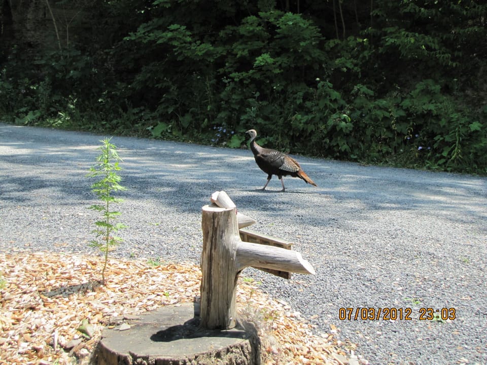 Local wildlife