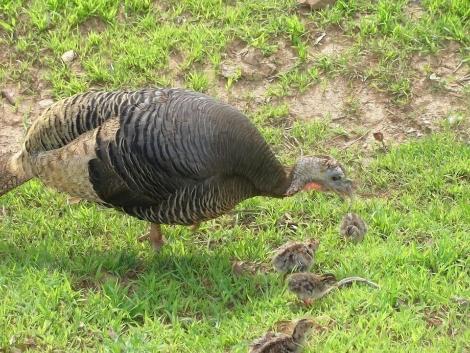 on the farm:turkey,rabbits and deer are common visiters