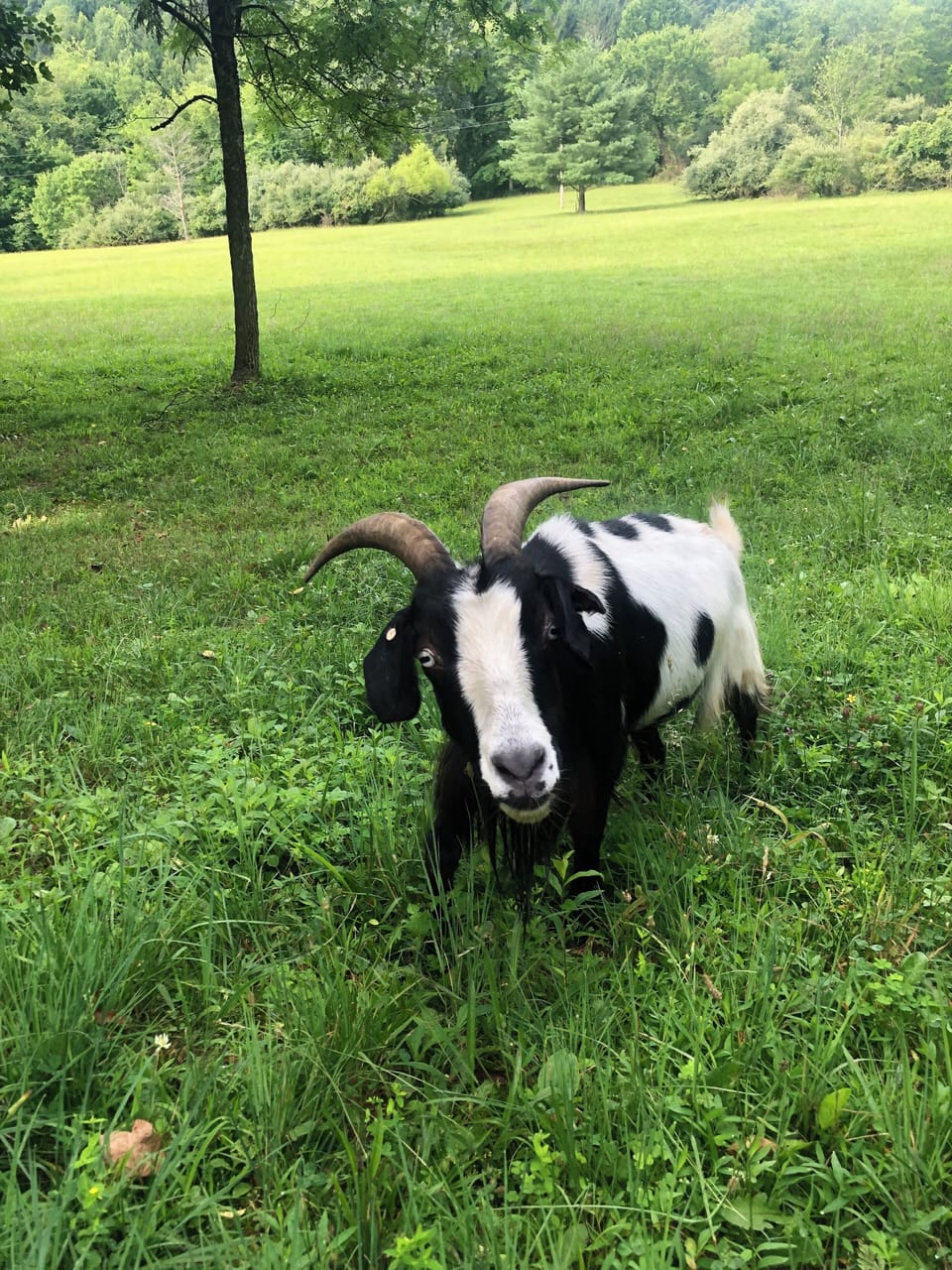 Goats & grazers