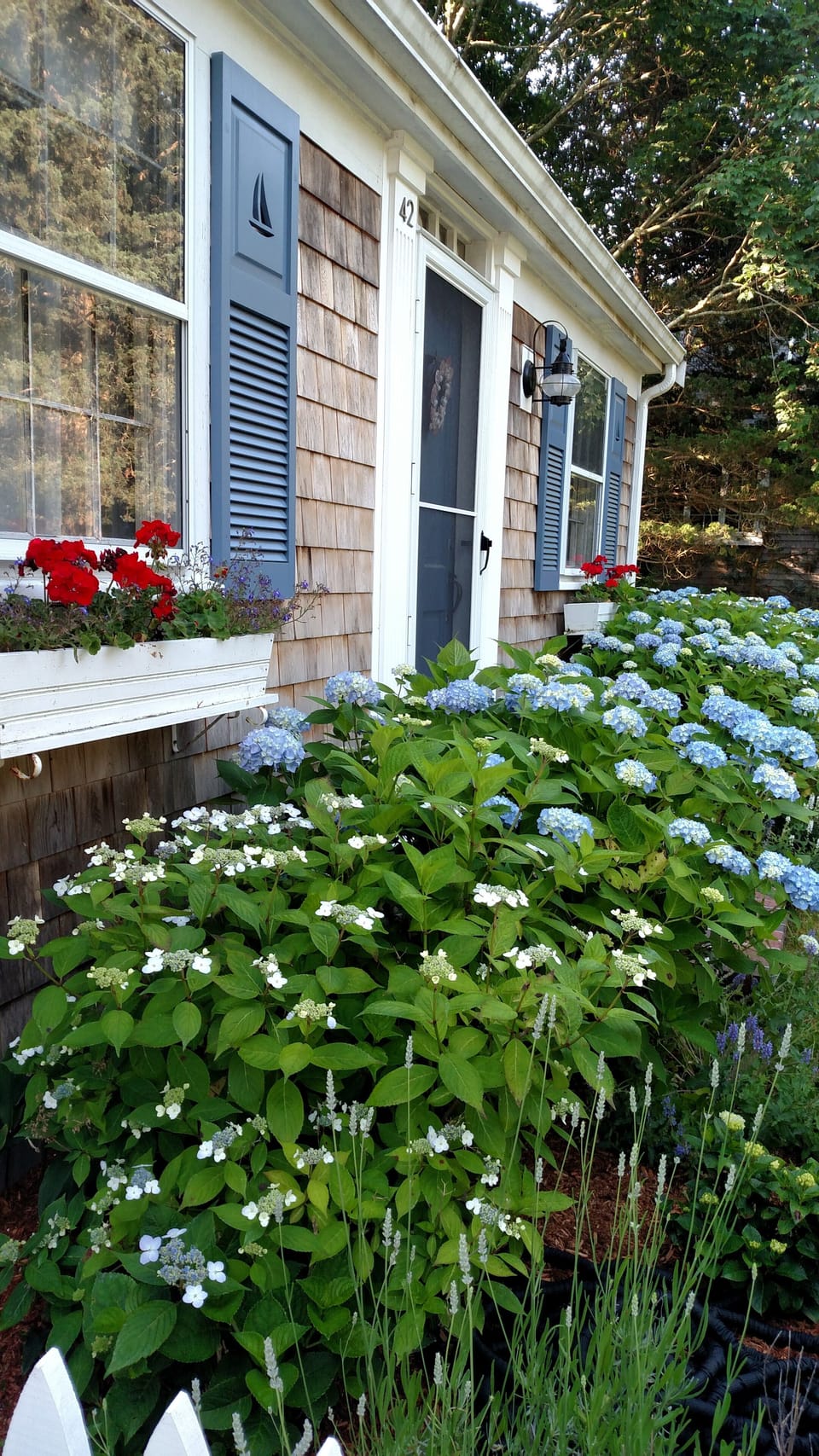 Hydrangeas
