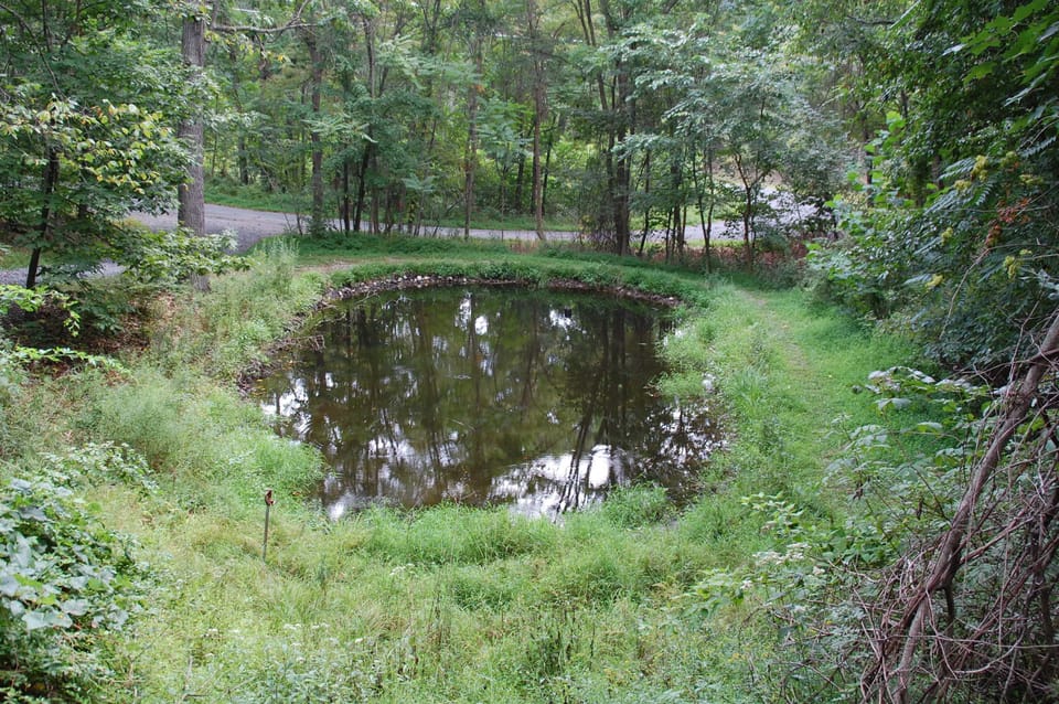 Pond filled with huge tadpoles & fun frogs to watch below Lodge