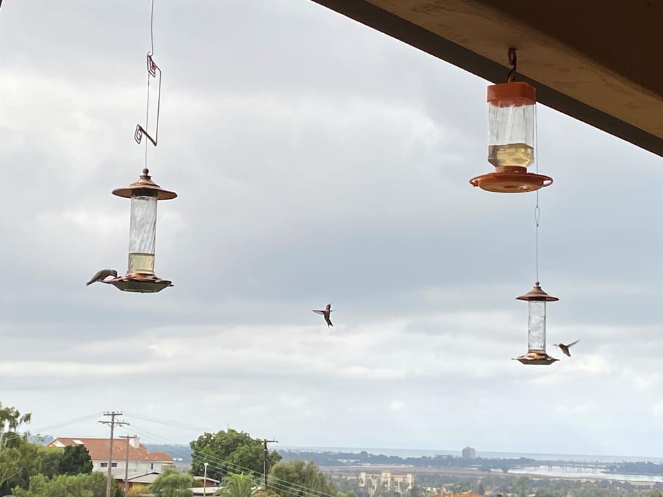 Hummingbird haven...