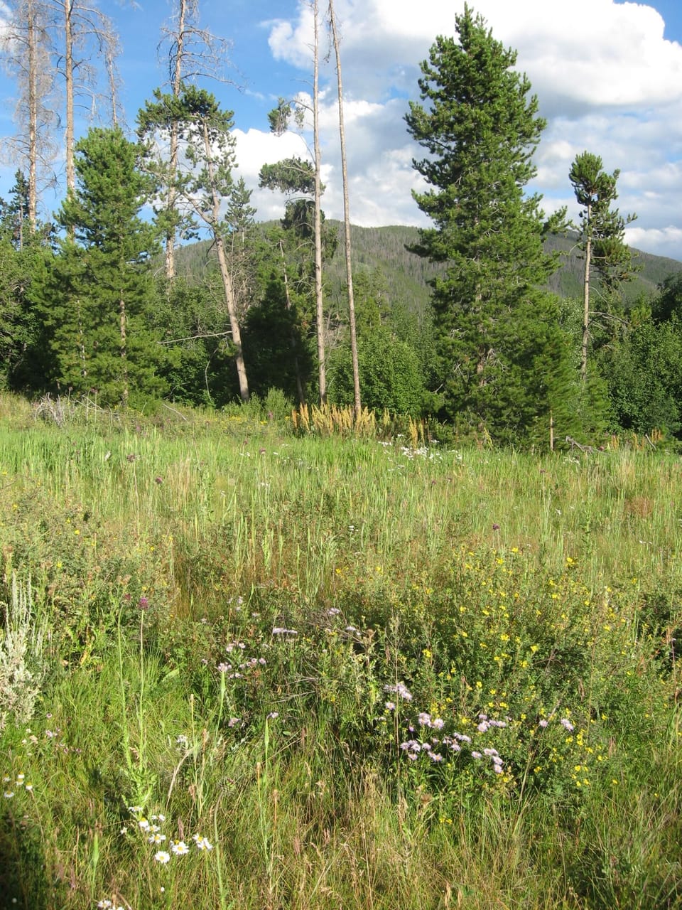 Wildflowers next to trail that starts next to Hot tub.