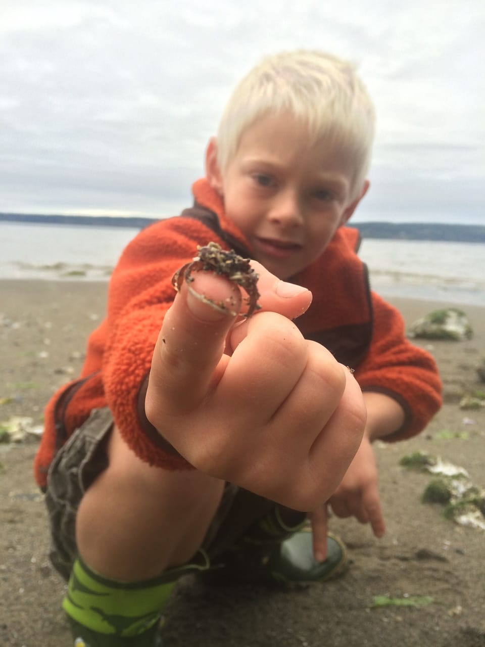 Hermit crab