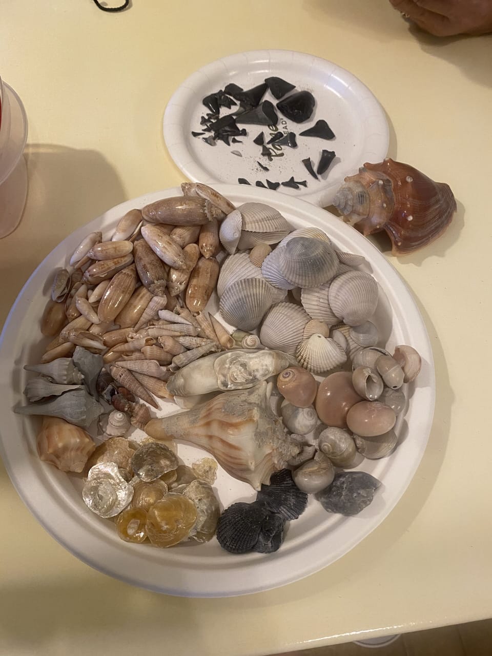 Shelling and shark teeth hunting :)