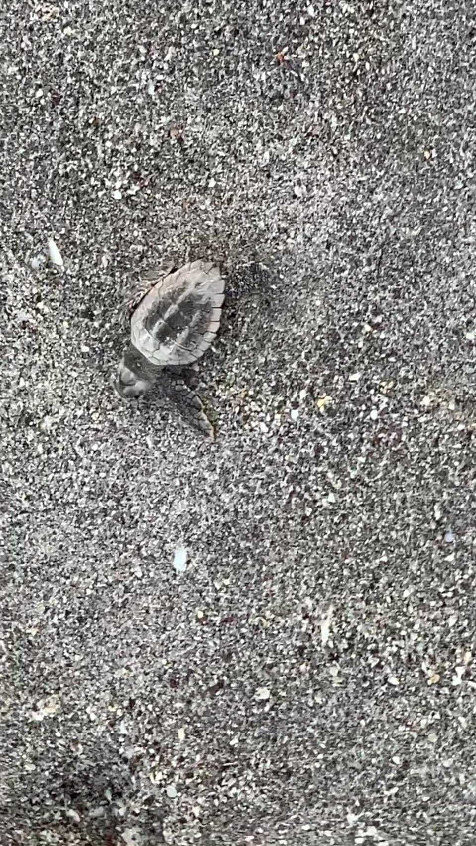 Turtle hatched