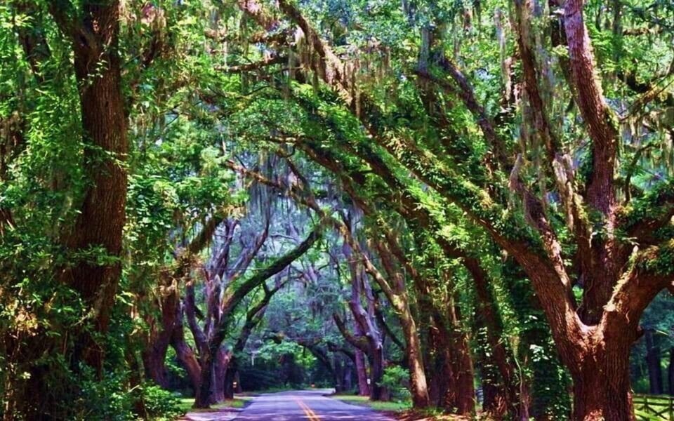 Amelia Island Tree Canopied Roads