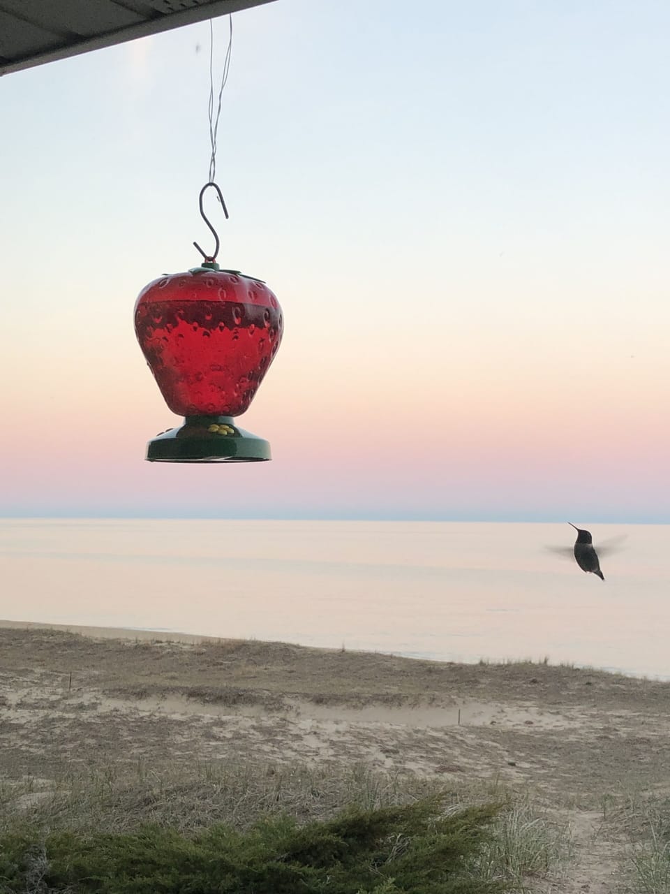 Local hummingbirds enjoying our feeder.
