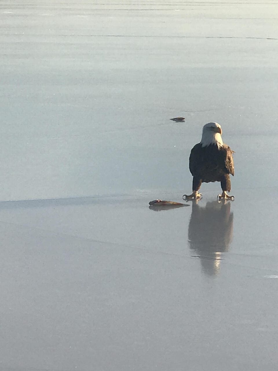 Abundant eagles during ice fishing season