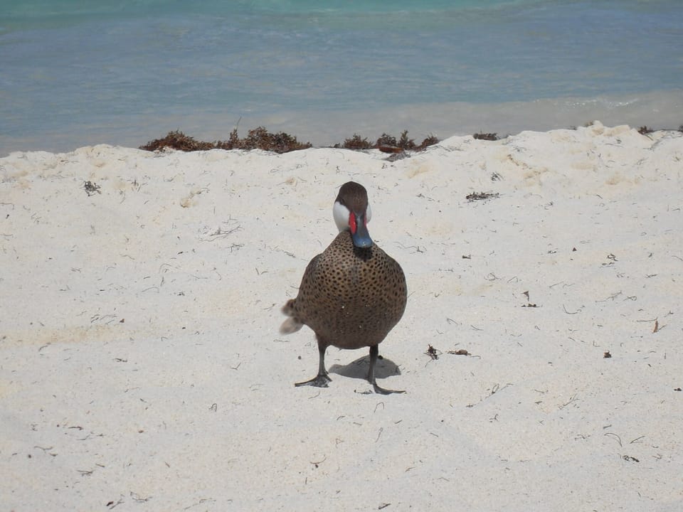 Local wildlife share the beach