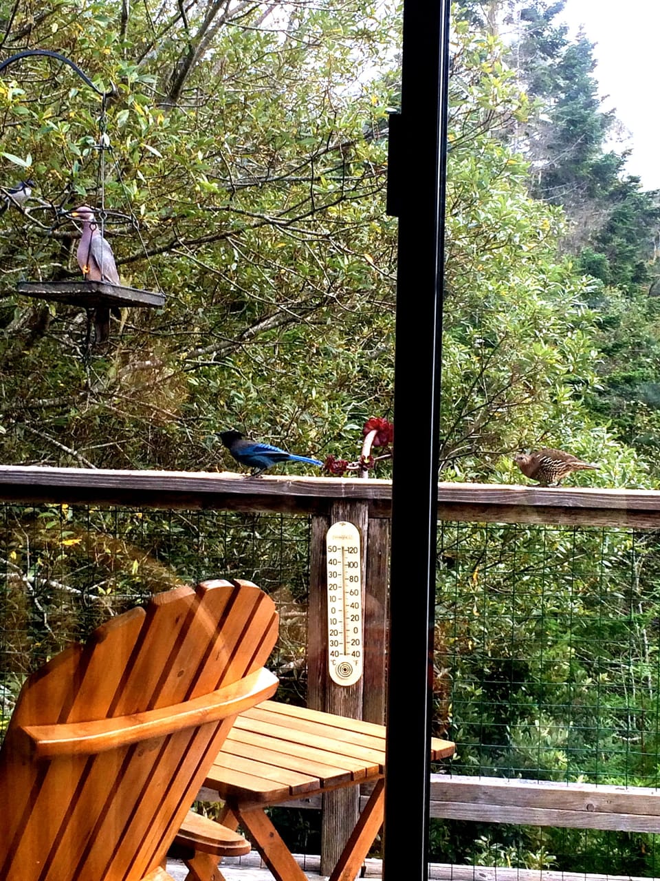 Bird watching from the dining table.